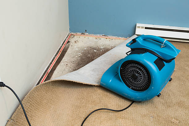 Best Mold removal after water damage  in Greentree, NJ